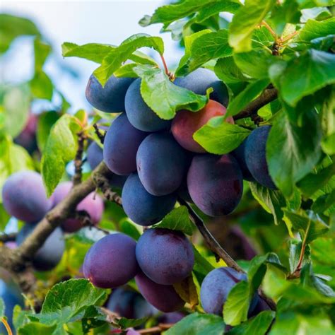 lowes fruit trees|More.